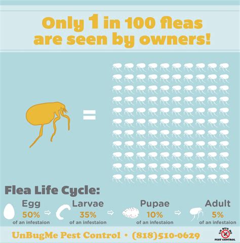 how did i get fleas without pets